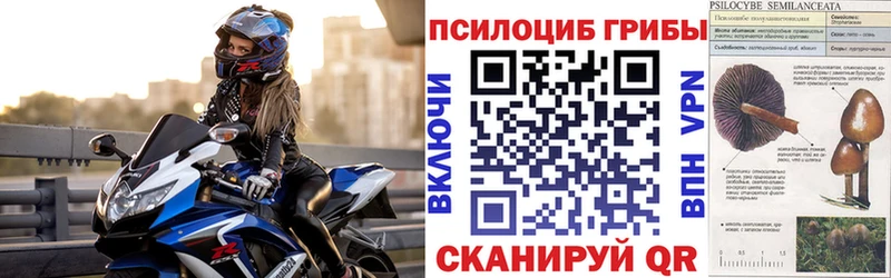 Псилоцибиновые грибы Cubensis Губкинский